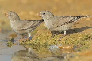 Wustengimpel, Trumpeter Finch