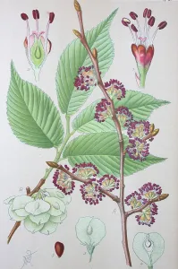 Wych Elm (Ulmus glabra), historical illustration from 1885