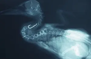 X-ray of dead bird, fishing hook in Mallards neck