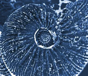 X-ray of fossilized ammonite background