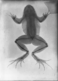 X-ray of a frog, healed fracture on one of the hind legs