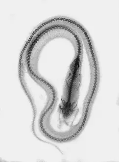 X-ray, X-ray. Snake that ate a mouse
