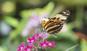 Xanthocles longwing (Heliconius xanthocles) sitting on pink flower