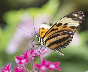 Xanthocles longwing (Heliconius xanthocles) sitting on pink flower