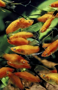 Xiphophorus helleri, Swordtail
