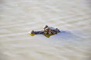 Yacare caiman (Caiman crocodilius) Panatanal Brazil