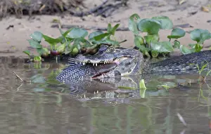 Yacare caiman (Caiman yacare) devouring a catfish