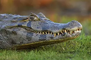 Yacare caiman (Caiman yacare), head