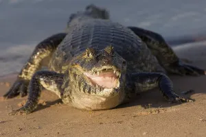Yacare Caiman (Caiman yacare), Pantanal