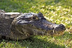Yacare Caiman (Caiman yacare), portrait