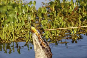 Yacare caiman jumps out of water for and caught a piranha