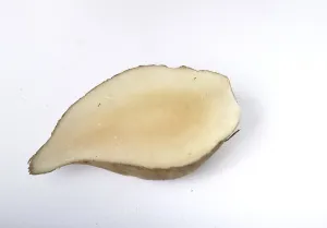 Yacon roots on a white background