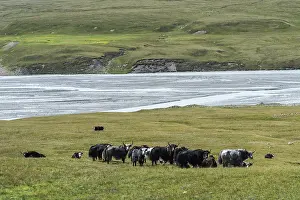Yak (Bos grunniens) herd, Sary Jaz valley