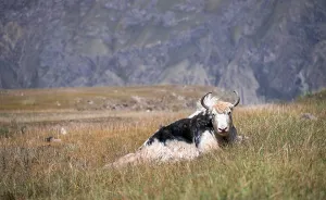 Yak lying in the meadow, Kyrgyzstan, Asia