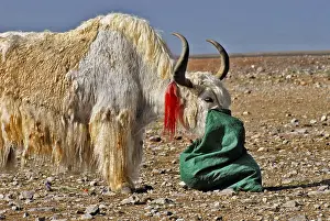 Yak, Nam-Tsho-Lake, Tibet