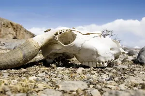Yak skull on the land