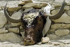 Yak skull on a montain near Samye near Lhasa