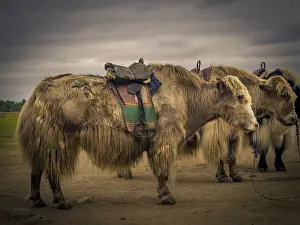 Yaks, Mongolia, Asia