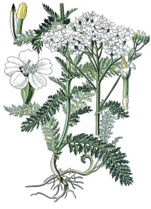 Yarrow (Achillea millefolium), a medicinal plant