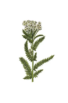 Yarrow, historical illustration