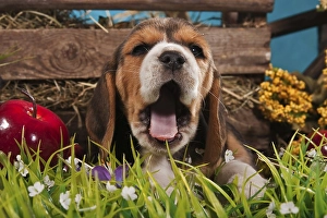 Yawning Beagle puppy
