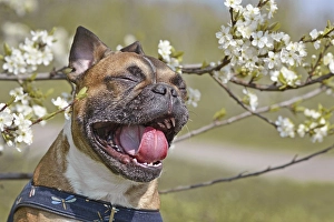 Yawning brown French Bulldog dog with mouth white open and tongue