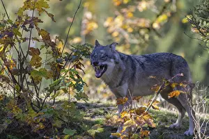 One yawning eurasian gray wolf (Canis lupus lupus) standing on a small hill between fall foliage