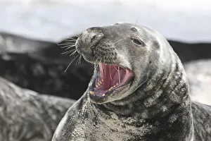 Yawning horsehaed seal
