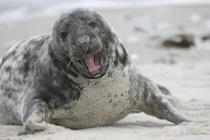 Yawning horsehaed seal