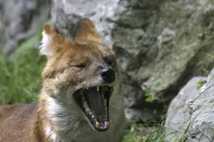 Yawning red dog