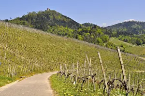 Yburg in the Black Forest near Baden-Baden
