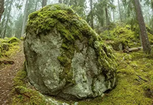 Ycke natural reserv is an old conifer forest in Sweden