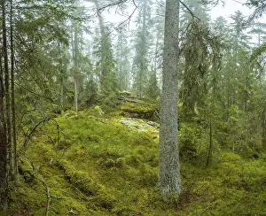 Ycke natural reserv is an old conifer forest in Sweden