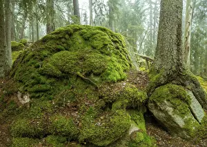 Ycke natural reserv is an old conifer forest in Sweden