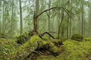 Ycke natural reserv is an old conifer forest in Sweden