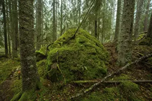 Ycke natural reserv is an old conifer forest in Sweden