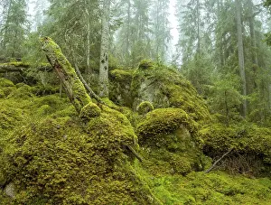 Ycke natural reserv is an old conifer forest in Sweden