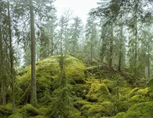 Ycke natural reserv is an old conifer forest in Sweden