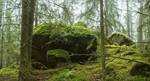 Ycke natural reserv is an old conifer forest in Sweden