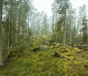 Ycke natural reserv is an old conifer forest in Sweden