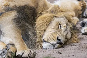 One year old Asiatic lion (Panthera leo persica) male