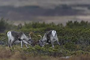 Framed Print : In a few years, the young reindeer bulls (Rangifer tarandus) will benefit from their practice in real rutting fights