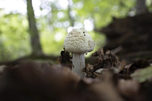 Yellow amanita