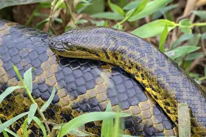 Yellow anaconda (Eunectes notaeus)