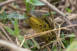 Yellow anaconda (Eunectes notaeus)