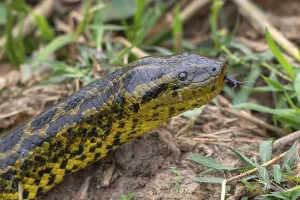 Yellow anaconda (Eunectes notaeus)