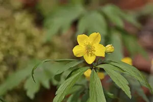 Yellow Anemone, Anemone ranunculoides