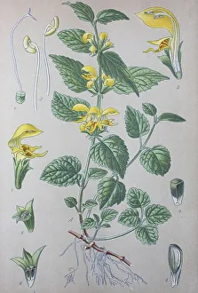 Yellow archangel (Lamium galeobdolon)