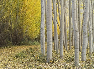 Yellow aspens (Populus tremula) in autumnal colours