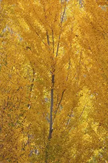 Yellow aspens (Populus tremula) in autumnal colours